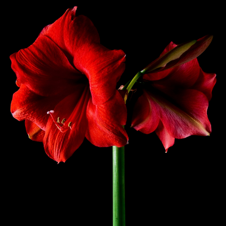 Bulbi de Flori - Amaryllis Magnum M26/28