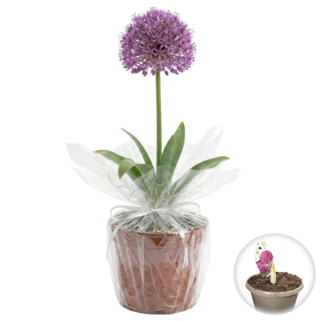 Flori Gradina si Balcon - allium-ostara-mov-ghiveci-ceapa-ornamentala-pepiniera-sibiu