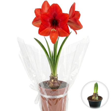 Flori Gradina si Balcon - Amaryllis Kolibri Floare Multipla Mini Hippeastrum Ghiveci Pepiniera Sibiu