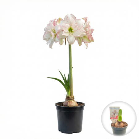 Flori Gradina si Balcon - amaryllis-harlequin-ghiveci-bicolor-alb-rosu-pepiniera-sibiu