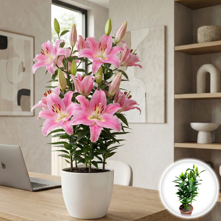 Flori Gradina si Balcon - crin-oriental-sunny-camino-roz-parfumat-pepiniera-sibiu