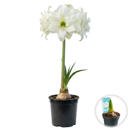 Flori Gradina si Balcon - amaryllis-alfresco-alb-batut-ghiveci-pepiniera-sibiu