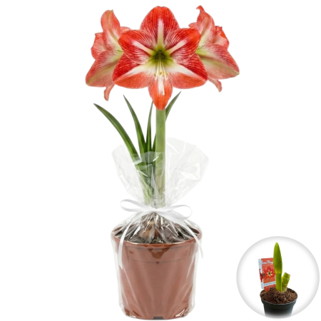 Flori Gradina si Balcon - Amaryllis Christmas Star Floare Bicoloră Roșu Alb Ghiveci Pepiniera Sibiu
