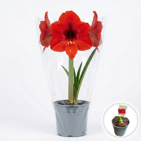 Flori Gradina si Balcon - amaryllis-hippeastrum-royal-red-ghiveci-pepiniera-sibiu