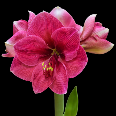 Bulbi de Flori - Amaryllis Pink M26/28