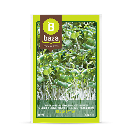Seminte de Ierburi - seminte-eruca-sativa-rucola