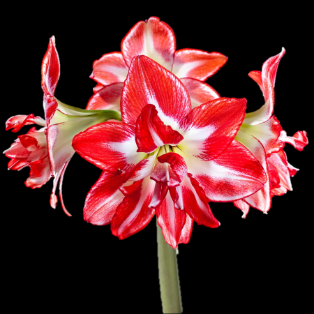 Bulbi de Flori - Amaryllis Splash M26/28