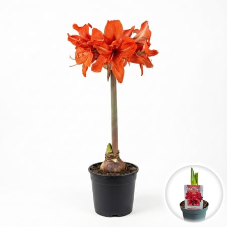 Flori Gradina si Balcon - amaryllis-fanfare-rosu-ghiveci-pepiniera-sibiu