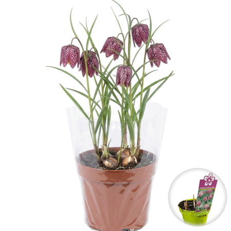 Flori Gradina si Balcon - Fritillaria Meleagris Laleaua Pestrita Ghiveci 6 bulbi Pepiniera Sibiu
