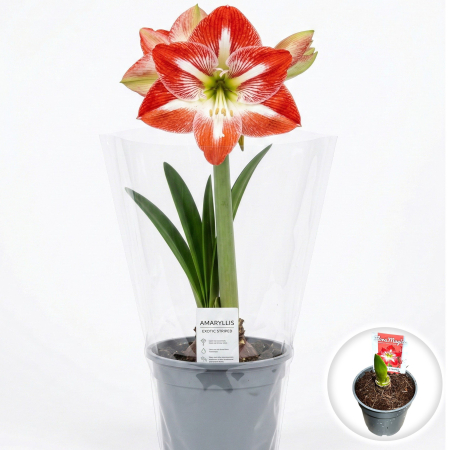 Flori Gradina si Balcon - hippeastrum-exotic-striped-amaryllis-ghiveci-pepiniera-sibiu