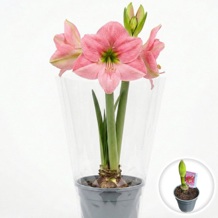 Flori Gradina si Balcon - amaryllis-hippeastrum-sweet-pink-crin-camera-roz-pepiniera-sibiu