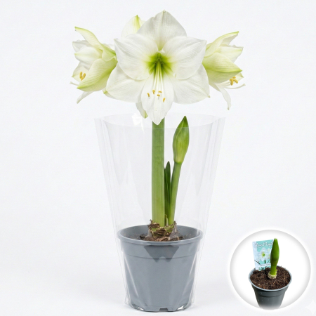 Flori Gradina si Balcon - amaryllis-hippeastrum-arctic-white-flori-albe-pepiniera-sibiu