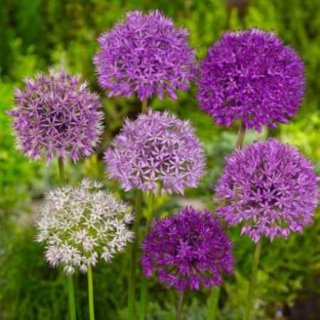 Bulbi de Ceapa Decorativa - Allium Mare Mix - 5 Bulbi