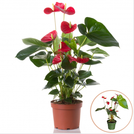 Plante Interior - Anthurium Rosu - 50cm