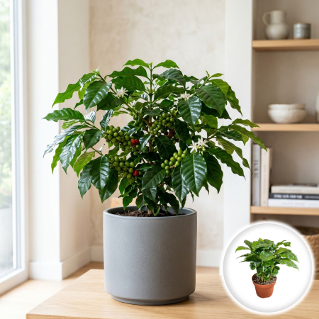 coffea-arabica-planta-de-cafea-ghiveci-pepiniera-sibiu [1]