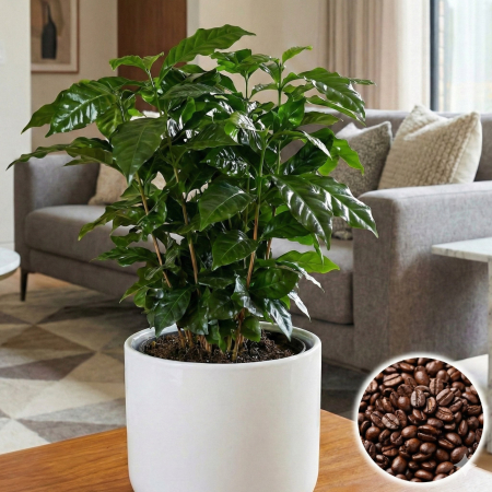 Arbore de Cafea - coffea-arabica-planta-de-cafea-ghiveci-pepiniera-sibiu