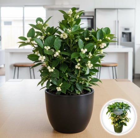 Ardisia - Ardisia Boss - Alba - 40cm