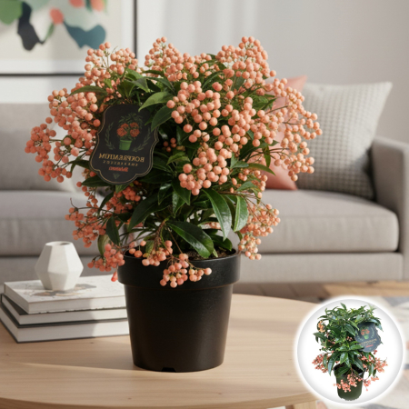 Ardisia - Ardisia Boss - Salmon