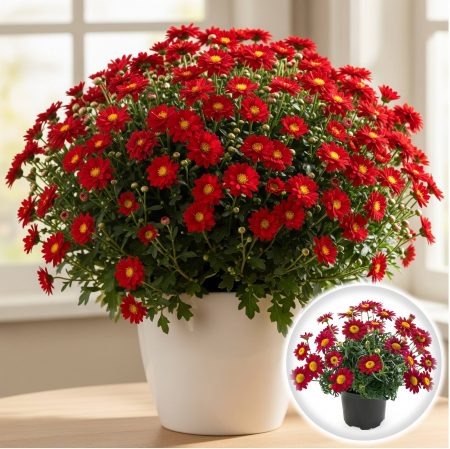 Flori Gradina si Balcon - Argyrant- Margareta de Paris