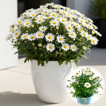 Flori Gradina si Balcon - Argyrant - Margareta de Paris - Alb