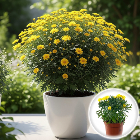 Flori Gradina si Balcon - Argyrant - Margareta de Paris - Galbena