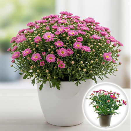 Flori Gradina si Balcon - Argyrant - Margareta de Paris - Roz