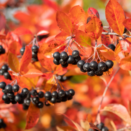 Aronia - Scorusul - Aronia A. Brilliant - 50cm+ (2L)