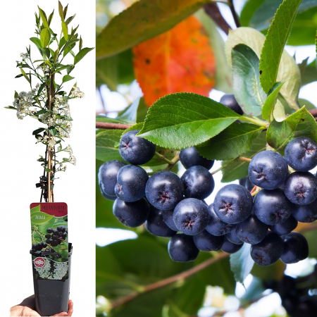 Aronia - Scorusul - Aronia M. Hugin - 60cm+