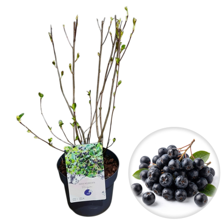 Aronia - Scorusul - aronia-melanocarpa-hugin-arbust-fructifer-pepiniera-sibiu