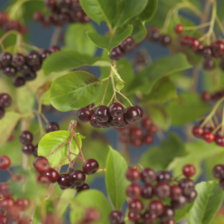 Aronia P. Viking - 75cm+ [1]