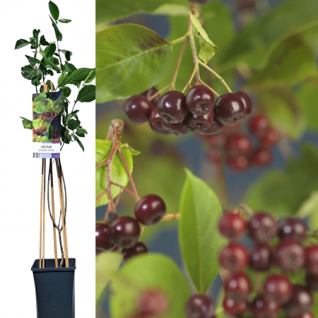 Aronia P. Viking - 75cm+ [0]