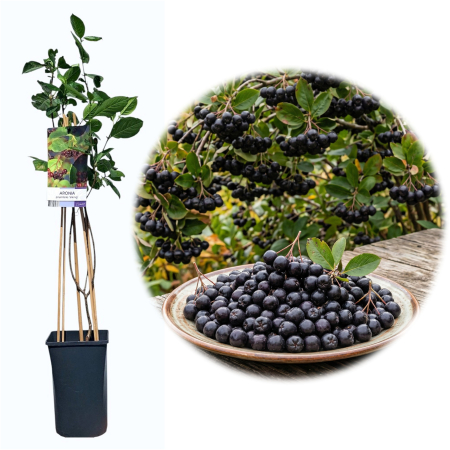 Aronia - Scorusul - Aronia Viking prunifolia arbust fructifer ghiveci suport bambus 80cm Pepiniera Sibiu