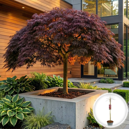 Artar Japonez - artar-japonez-garnet-dissectum-rosu-160cm-pepiniera-sibiu