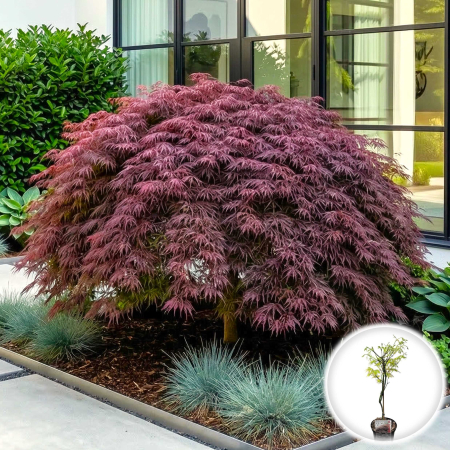 Artar Japonez - acer-palmatum-ornatum-artar-japonez-curgator-pepiniera-sibiu