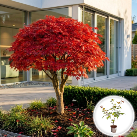 Artar Japonez - acer-palmatum-beni-maiko-artar-japonez-rosu-pepiniera-sibiu