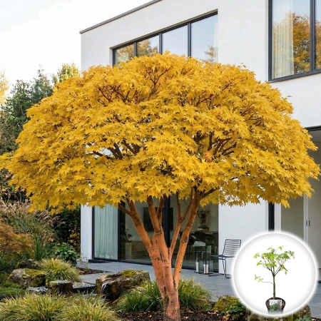 Artar Japonez - acer-palmatum-bi-hoo-artar-japonez-scoarta-portocalie-pepiniera-sibiu