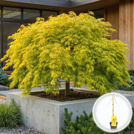 Artar Japonez - artar-japonez-citrine-galben-curgator-pepiniera-sibiu