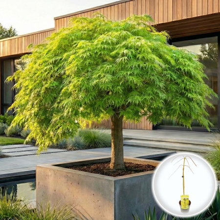 Artar Japonez - acer-palmatum-curgator-emerald-artar-pletos-verde-pepiniera-sibiu