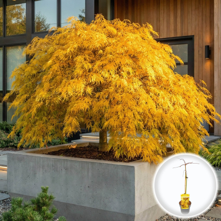 Artar Japonez - acer-palmatum-cascade-gold-artar-japonez-auriu-pepiniera-sibiu