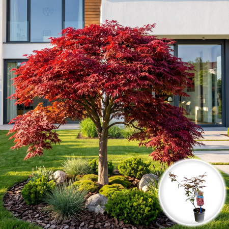 Artar Japonez - acer-palmatum-deshojo-artar-japonez-ornamental-pepiniera-sibiu