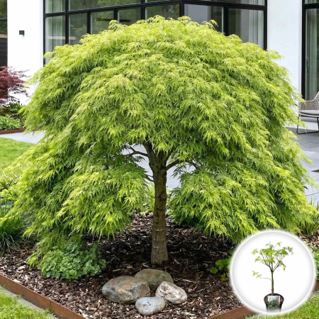 Artar Japonez - acer-palmatum-dissectum-artar-japonez-verde-pepiniera-sibiu