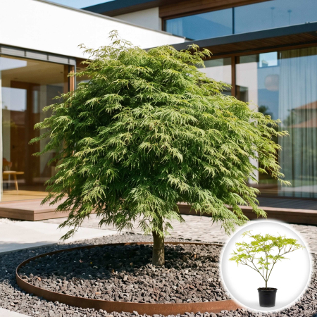 Artar Japonez - acer-palmatum-emerald-lace-artar-japonez-pepiniera-sibiu