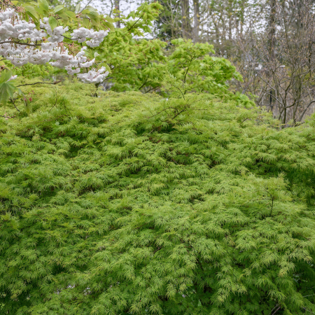 Artar Japonez - Emerald Lace (P9) [2]