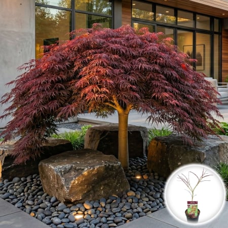 Plante Decorative - artar-japonez-garnet-acer-palmatum-dissectum-rosu-pepiniera-sibiu
