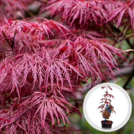 Artar Japonez - Artar Japonez - Garnet - 35cm (P9)
