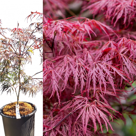 Plante Decorative - Artar Japonez - Garnet 40-60cm (5L)