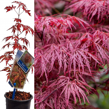 Artar Japonez - Garnet - 35cm (P9) [1]