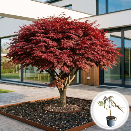 Artar Japonez - artar-japonez-garnet-altoit-acer-palmatum-pepiniera-sibiu