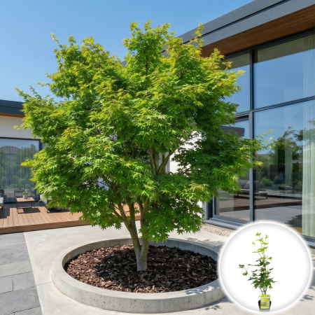 Artar Japonez - acer-palmatum-going-green-artar-japonez-verde-pepiniera-sibiu