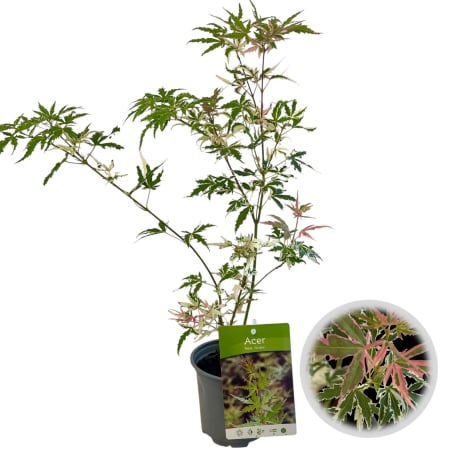 Artar Japonez - Artar Japonez Iyoshi - 40cm